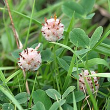 Erdbeer­Klee (Trifolium fragiferum). In NRW im Bestand gefährdet (Rote Liste NRW 2020).