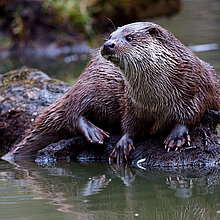 Fischotter