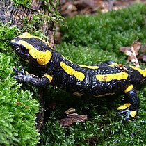 Feuersalamander auf einem liegenden, bemoosten Baumstamm.