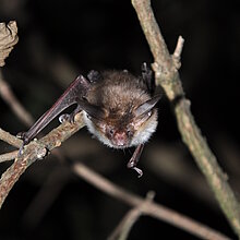 Bechsteinfledermaus (M. Olthoff)
