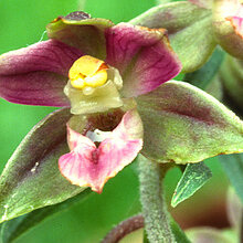 Breitblättrige Stendelwurz Orchideen Blüte