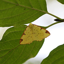 Gelbspanner Schmetterling