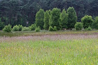 Blühende Feuchtwiese im Juni vor dem ersten Schnitt FFH‐Gebiet Borkenberge (Lüdinghausen)
