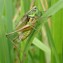 Roesels Beißschrecke im Gras.