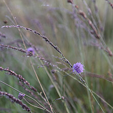 Gewöhnlicher Teufelsabbiss (Succisa pratensis)