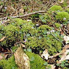 Sumpf-Veilchen (Viola palustris) im Moos.