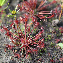 Mittlerer Sonnentau (Drosera intermedia)