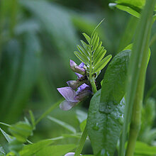 Blühende Zaun-Wicke