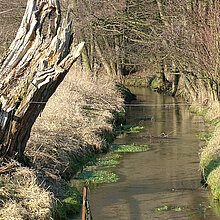 Die Stever nur wenige hundert Meter unterhalb des Quellgebietes