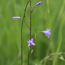 Rapunzel-­Glockenblume (Campanula rapunculus), in NRW im Bestand gefährdet (Rote Liste NRW 2020).
