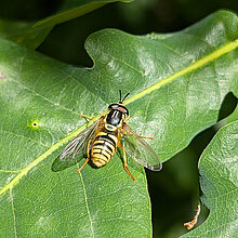 Veralls Wespenschwebfliege auf einem Blatt.