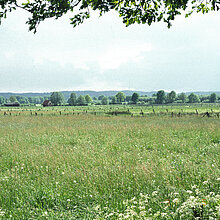 Offene Blick in eine weite Wiesen- und Weidelandschaft. Im Hintergrund ist das Rekener Hügelland zu sehen.