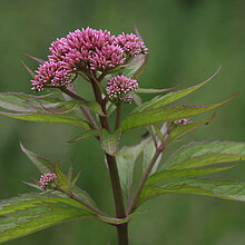 Gewöhnlicher Wasserdost Blüte