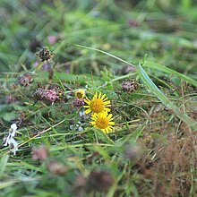Mahdgut für die Übertragung auf eine artenarme Empfängerfläche.