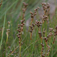 Charakterart der feuchten Borstgrasrasen: Sparrige Binse (Juncus squarrosus)
