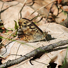 Waldbrettspiel Schmettling