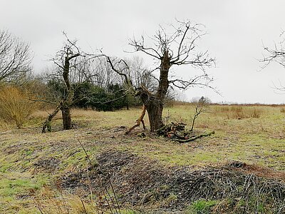 Obstbaumpflege