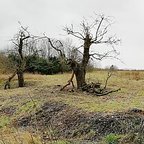Obstbaumpflege