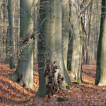 Buchenwald