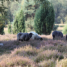 Pommersches Landschaf