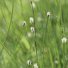 Eleocharis_palustrisGewöhnliche Sumpfbinse (Eleocharis palustris)