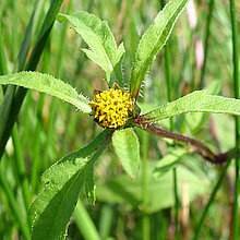 Schwarzfrüchtiger Zweizahn (Bidens frondosa)