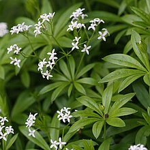 Waldmeister (Galium odoratum)