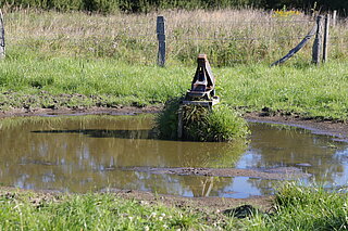 NSG Am Teufelsbach (Lüdinghausen): Nach Abtrocknung des Bodens wächst das Mäuseschwänzchen im Bereich der Tränke. 
