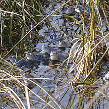 Moorfrösche im Wasser.
