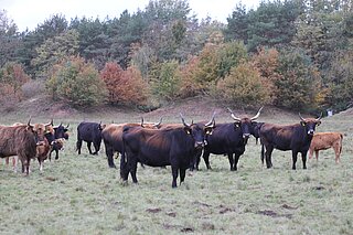 Depot Visbeck (Dülmen): Robuste Rinderrassen wie zum Beispiel das Taurusrind eignen sich besonders für Naturschutz-Großprojekte. Sie können das ganze Jahr über bei jeder Witterung draußen bleiben und sind bezüglich der Futterqualität sehr genügsam. Im Kreis Coesfeld sind sie für das Beweidungsprojekt „Westfalens Wilder Westen“ in den Borkenbergen vorgesehen. Das Zuchtvorbild ist der Auerochse, eine ausgestorbene Wildform des Hausrindes.