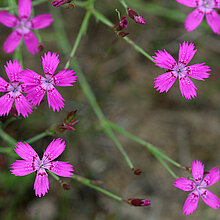 Heide-Nelke (Dianthus deltoides)