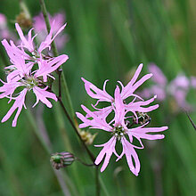 Kuckucks-­Lichtnelke (Lychnis floscuculi). In NRW im Bestand gefährdet (Rote Liste NRW 2020)